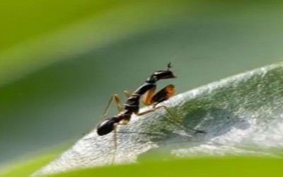 ODONTOMANTIS PLANICEPS (ASIAN ANT MANTIS)